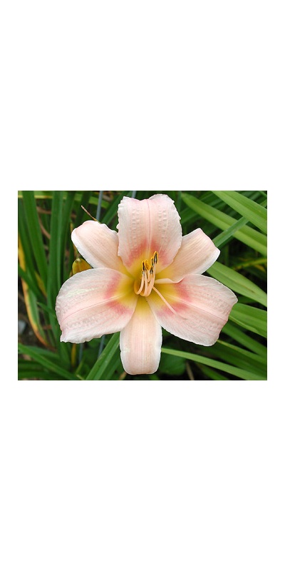 daylilies: WHILE AWAY (VT)