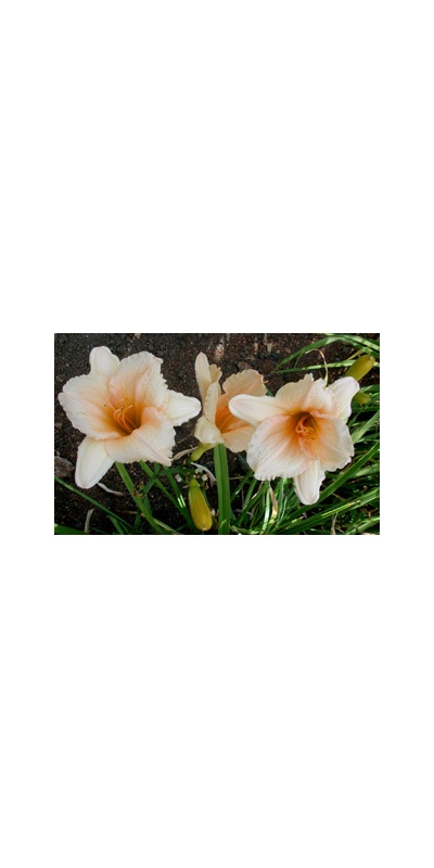 daylilies: WHY NOT (VT)