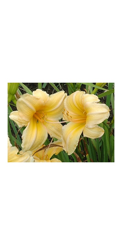 daylilies: WISPY MORN (VT)