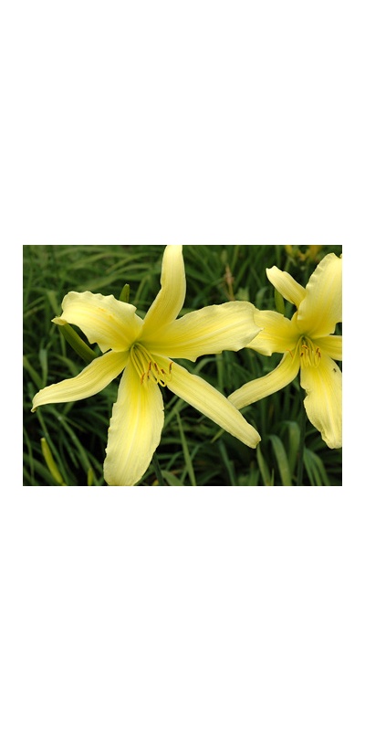 daylilies: YELLOW RIBBON