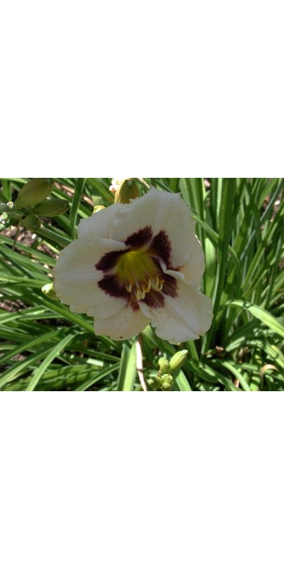 daylilies: BRIC-A-BRAC