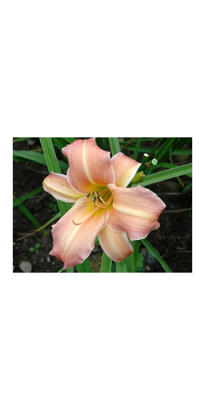 daylilies: ELIZA'S CALM (VT)