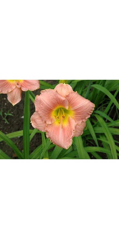 daylilies: BRIDAL SUITE