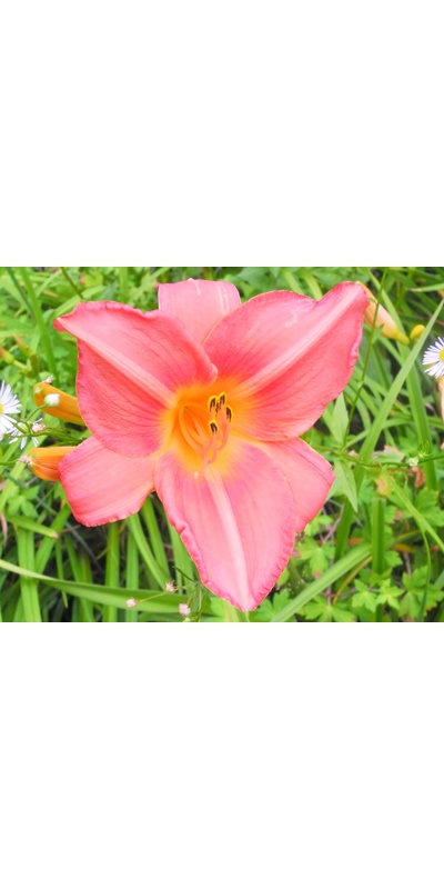 daylilies: OLALLIE DREER (+34) (VT)