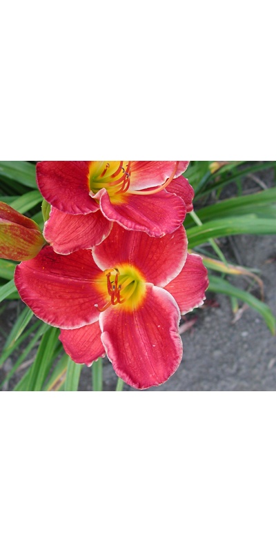 daylilies: BRIDGETON DAZZLER