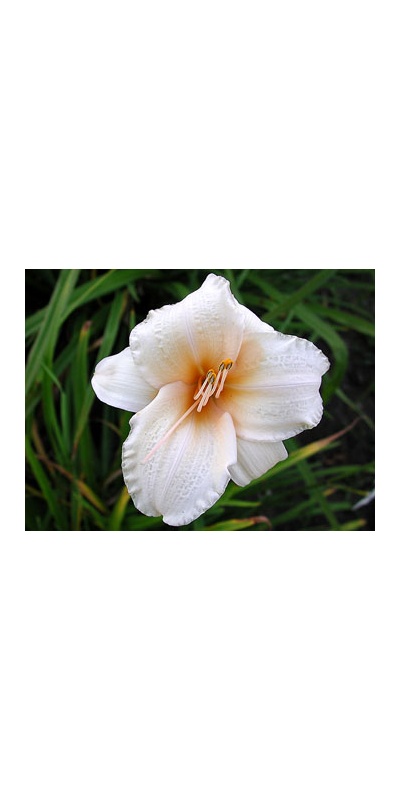 daylilies: DIMPLED CHEEKS (VT)