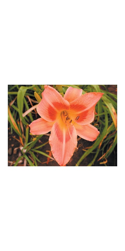 daylilies: BRINDLEE BEAUTY