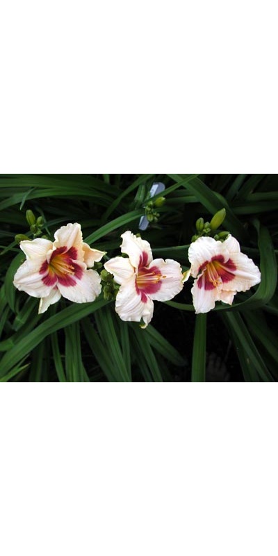 daylilies: BROKEN HEART