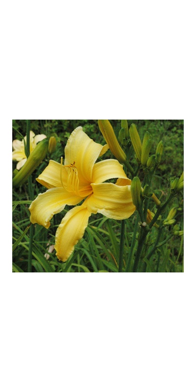 daylilies: + 130 (VT)