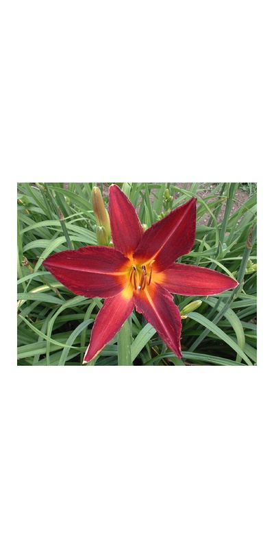 daylilies: BURGUNDY STAR (VT)