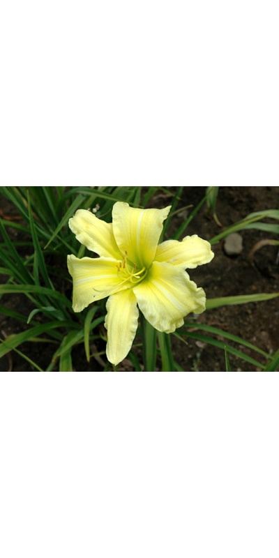 daylilies: BUTTER LEMON (VT)