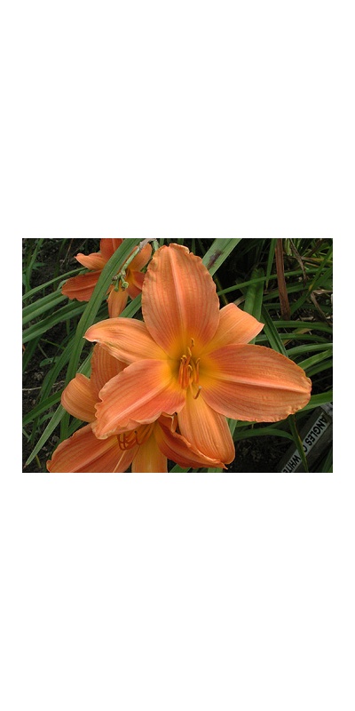 daylilies: A RIPE PEACH (VT)
