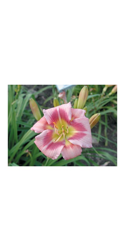 daylilies: ADDIE BRANCH SMITH