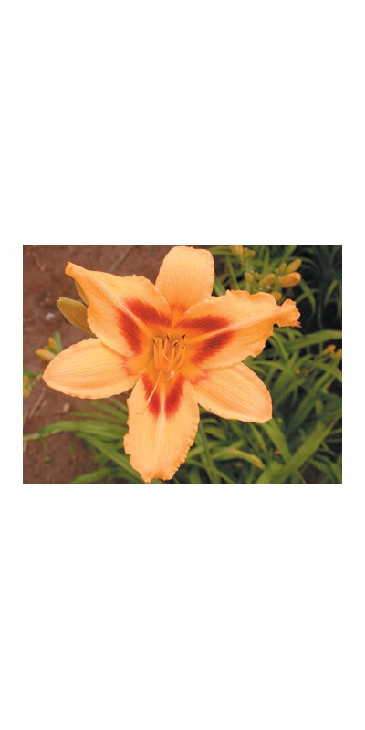 daylilies: ALCAZAR