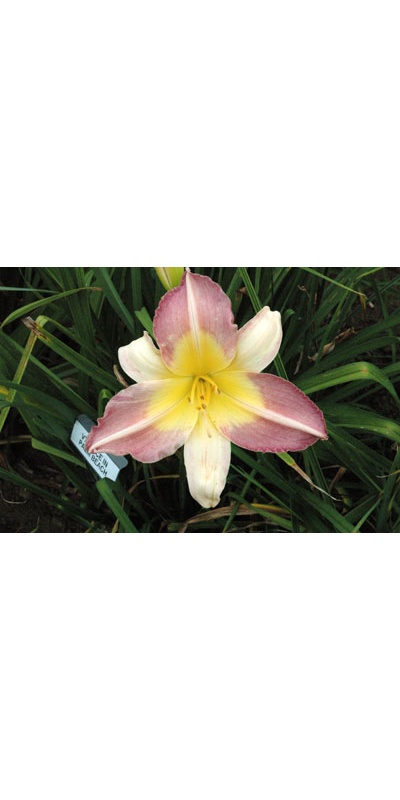 daylilies: ALICE IN PALM BEACH (VT)
