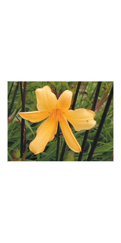 daylilies: 4-9-01 (VT)