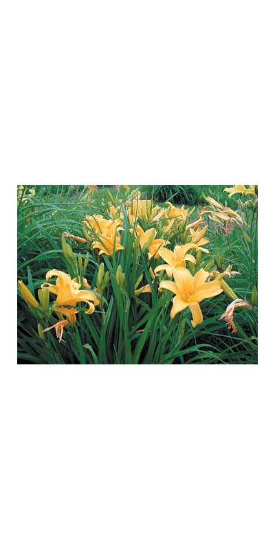 daylilies: EB 40-9-01 (VT)
