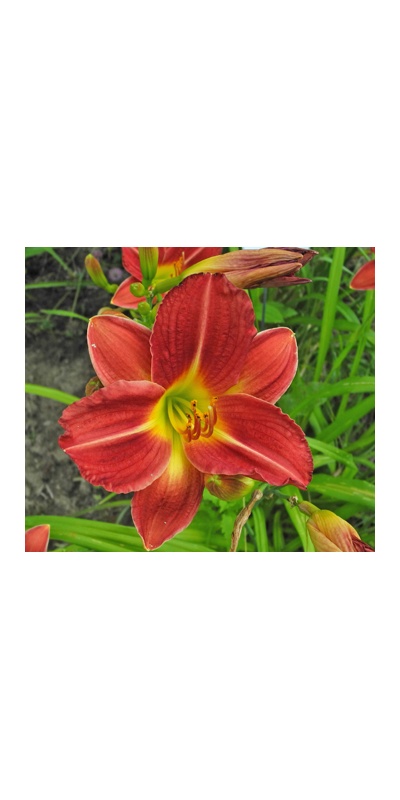 daylilies: + 95-1B Sobek (VT)