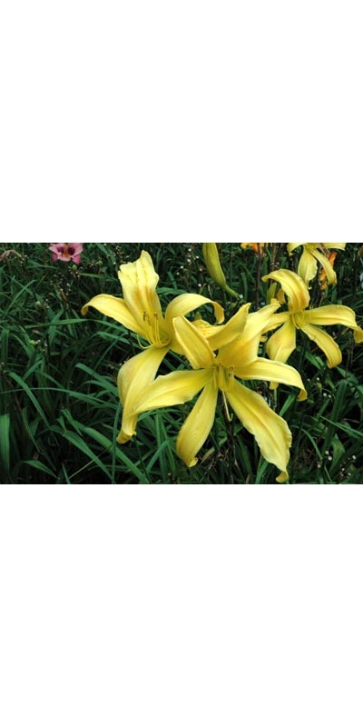 daylilies: DIVERTISSMENT