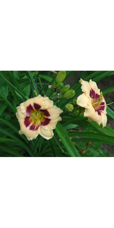 daylilies: DARK CIRCLE