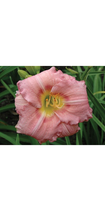 daylilies: MAIDEN'S KISS
