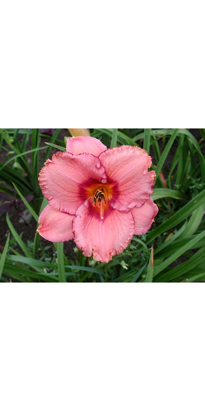 daylilies: LADY DANCER
