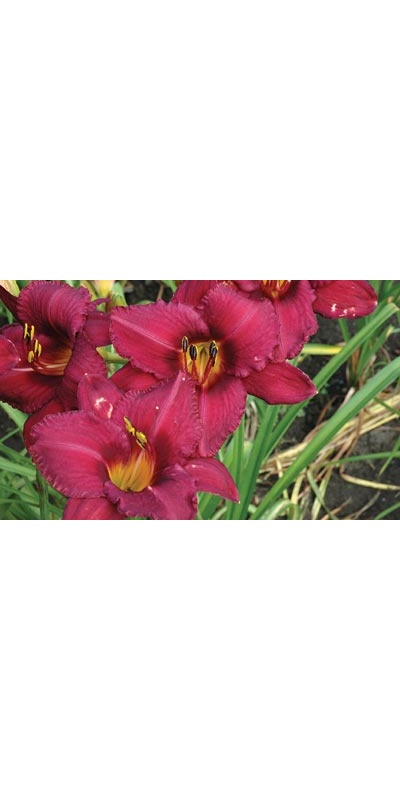 daylilies: KATAHDIN