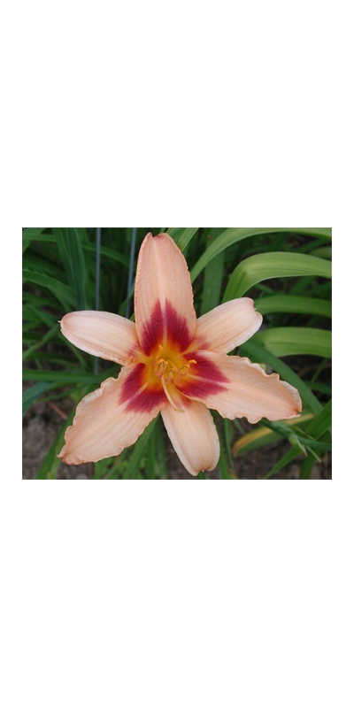 daylilies: NEWFANE HILL (VT)