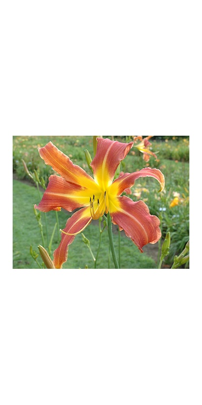 daylilies: CHALLENGER