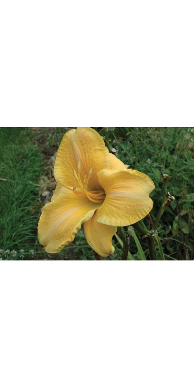 daylilies: ORANGE DISCUS