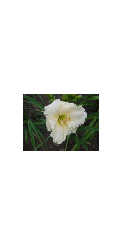 daylilies: TUESDAY