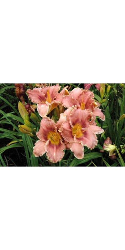 daylilies: CATTLEYA FRILLS
