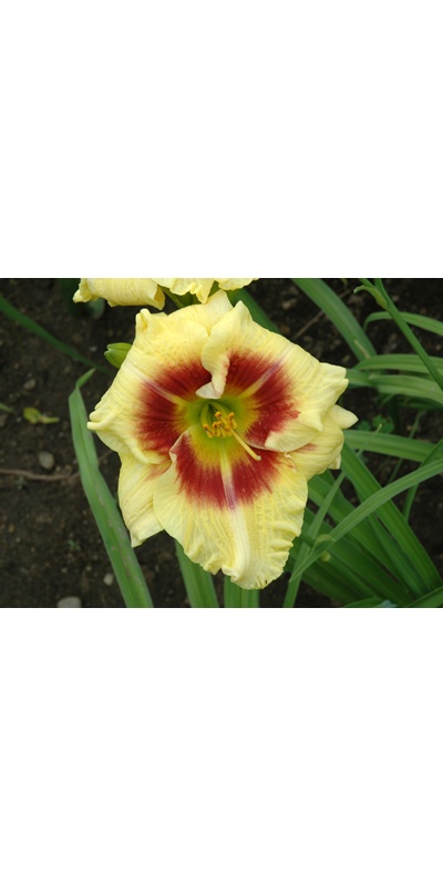 daylilies: CLOWN CHARM