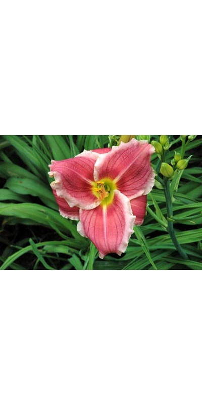 daylilies: RASPBERRY SWIRL