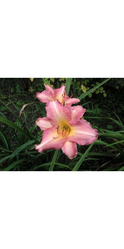 daylilies: CHICAGO CANDY CANE