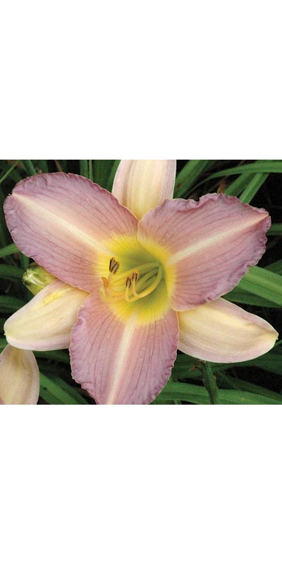 daylilies: PURPLE HAZE