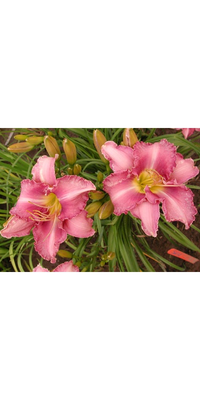 daylilies: CHICAGO CATTLEYA