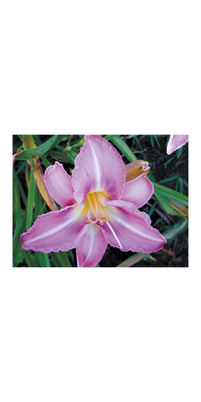 daylilies: CHICAGO JEWEL