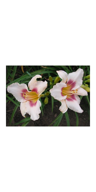 daylilies: CHICAGO PICOTEE PRIDE