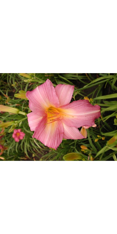 daylilies: DOTTIE WARWICK