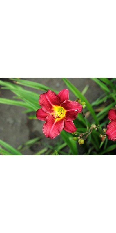 daylilies: DARKLING (VT)