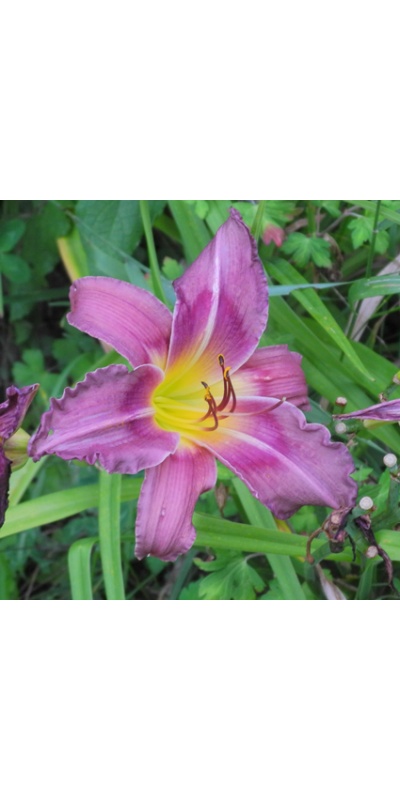 daylilies: OLALLIE SWEET LOUISE (VT)