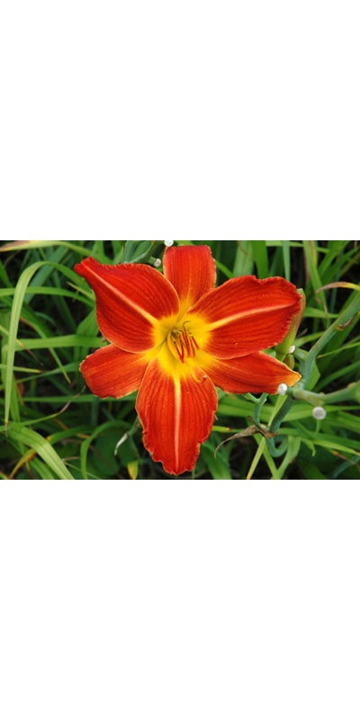 daylilies: DOUBLE BEAUTY