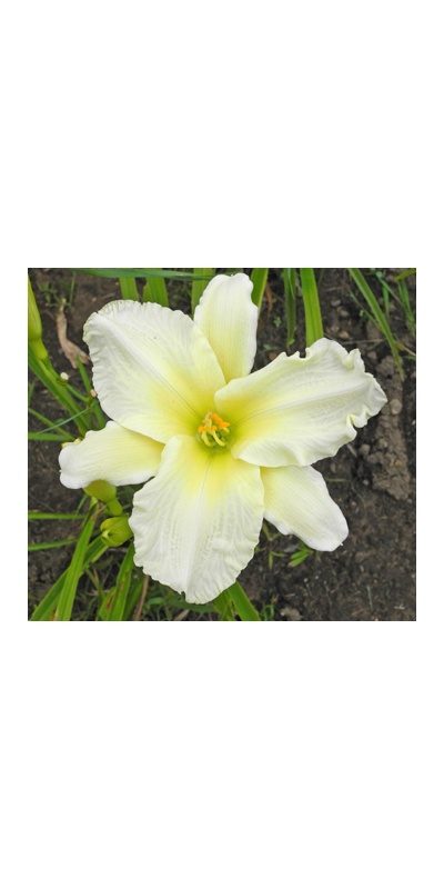 daylilies: + Gentle Shepherd type (VT)