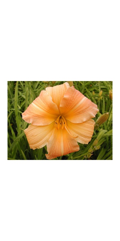 daylilies: CLEMENTINE (VT)