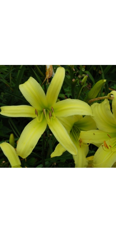 daylilies: FELICITY