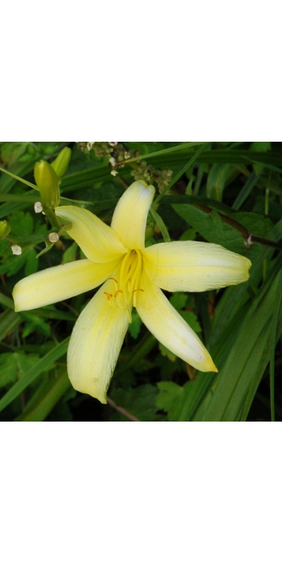 daylilies: CANARI