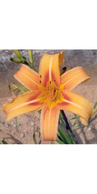 daylilies: HANKOW