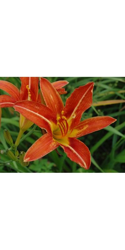 daylilies: POINSETTIA