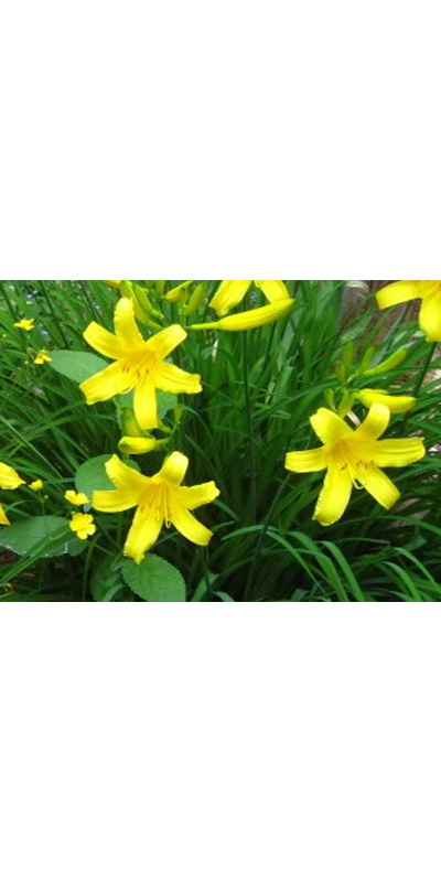 daylilies: MIGNON